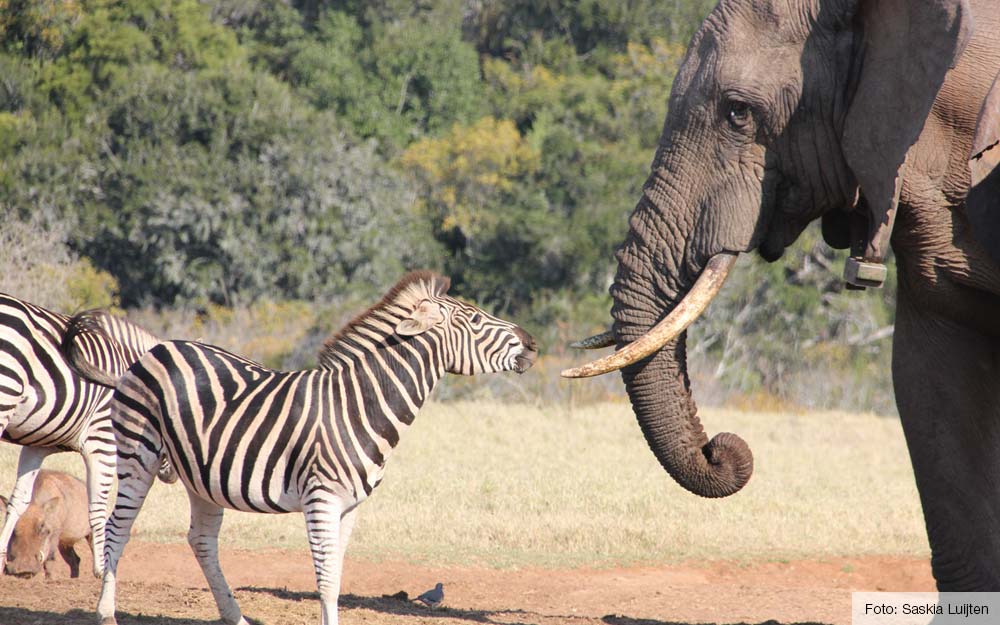 Welp Top 5 plekken om de Big Five te spotten in Zuid-Afrika - Zuid WL-29